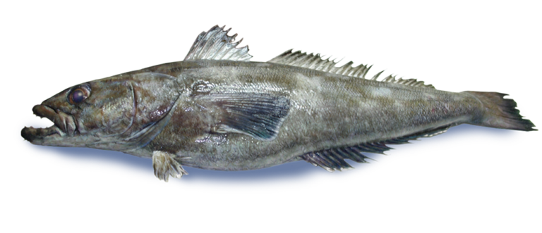 Bacalao de profundidad (Dissostichus eleginoides)