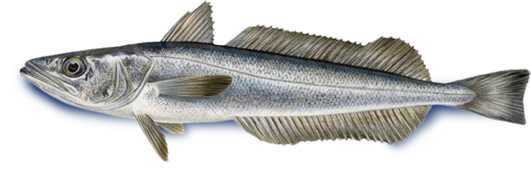 Merluza austral (Merluccius australis)