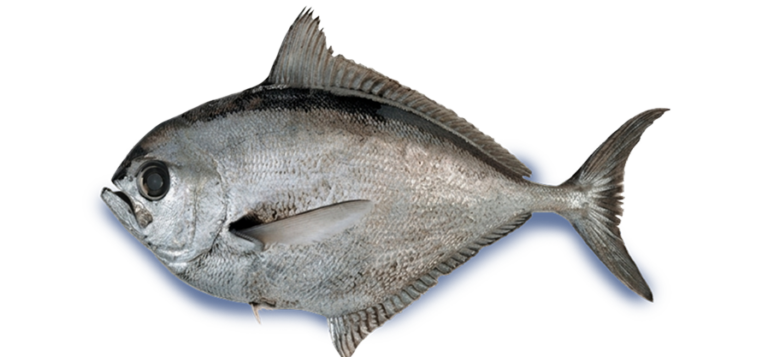 Reineta (Brama australis)