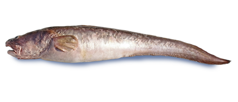 Congrio dorado (Genypterus blacodes)