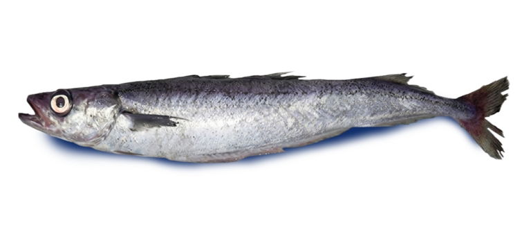 Merluza de tres aletas (Micromesistius australis)